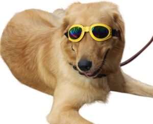 óculos para cachorro