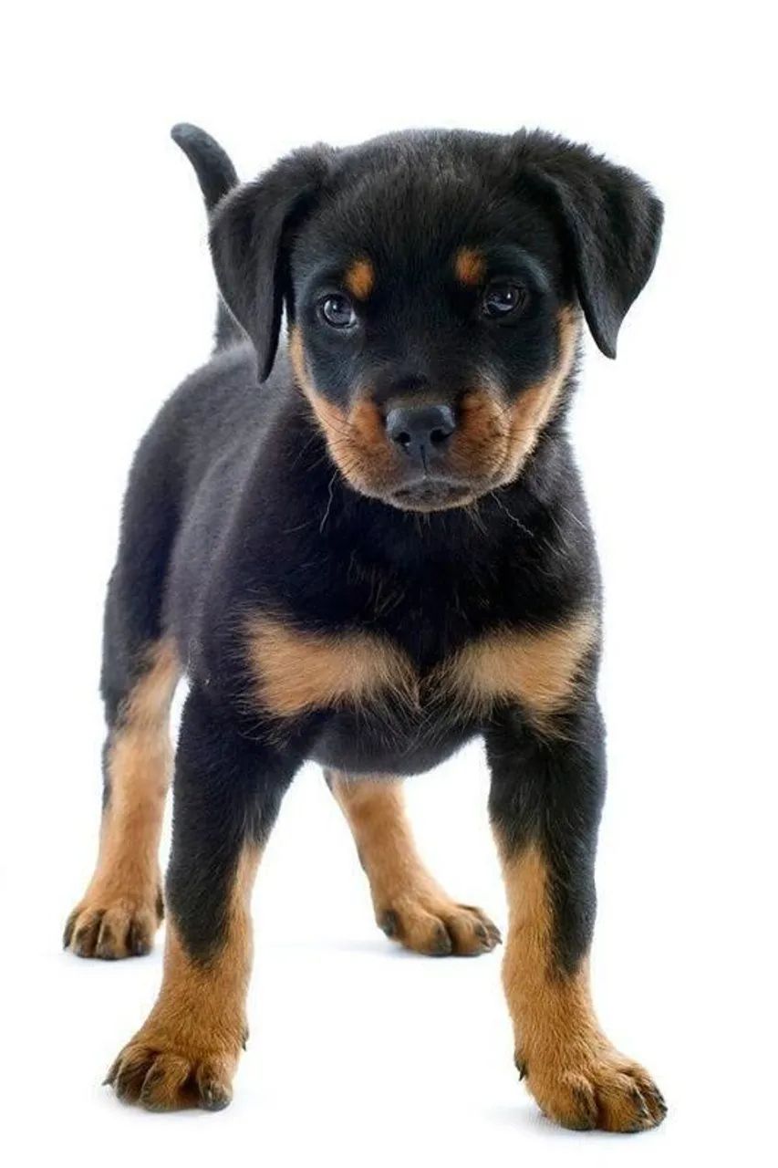 https://img.olx.com.br/images/41/413513310414274.jpg