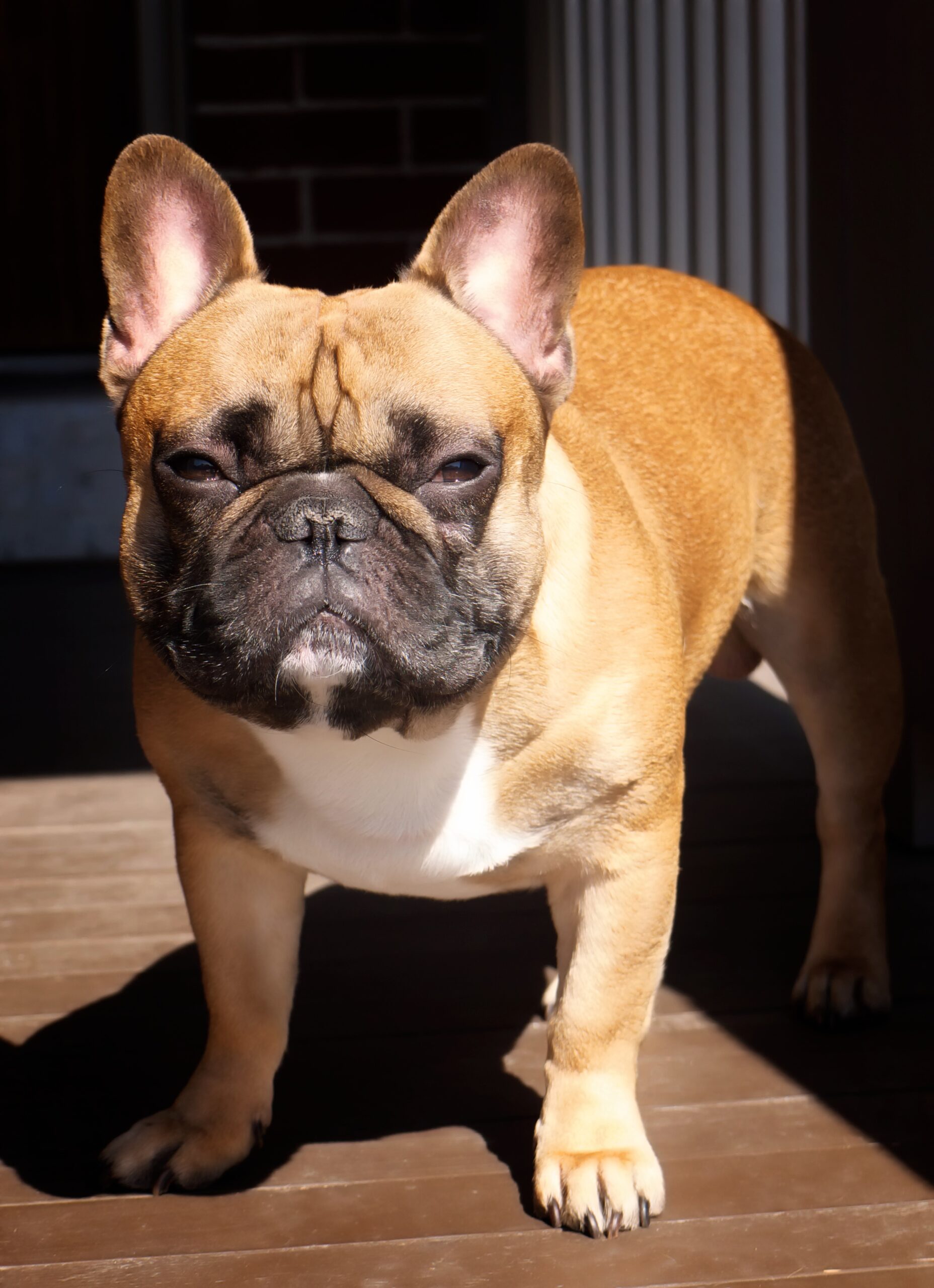 https://upload.wikimedia.org/wikipedia/commons/e/e4/A_French_Bulldog.jpg