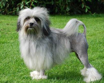 https://dogbreedstandards.com/wp-content/uploads/2012/11/Lowchen.jpg