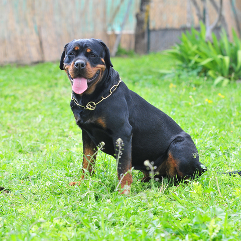 https://cdn.shopify.com/s/files/1/0571/3867/5920/files/Origin_and_History_of_Rottweiler_480x480.png?v=1717524054