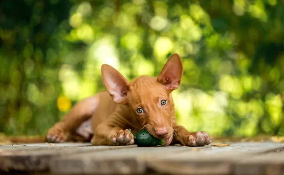 https://www.patasdacasa.com.br/sites/default/files/styles/article_detail_desktop/public/inline-images/pharaoh-hound2.jpg.webp?itok=77-H5Zp4