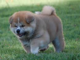 https://canilmatsuyama.com.br/wp-content/uploads/2019/11/filhote-de-akita-inu-1.jpg
